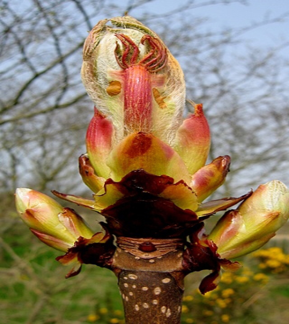 Chestnut Bud/Kastanieknop