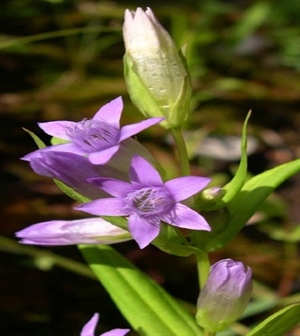 Gentian/Ensian