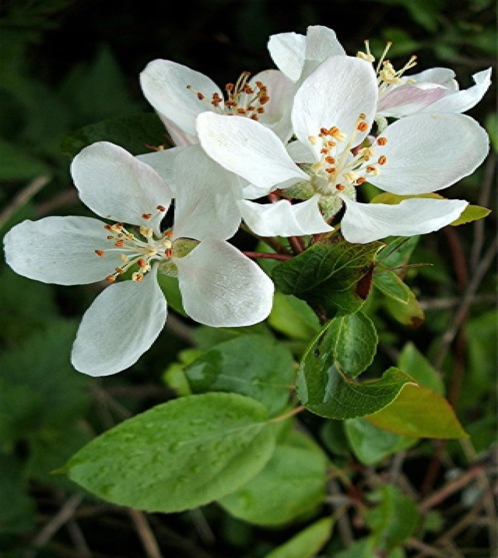 Crab Apple/Sødæble