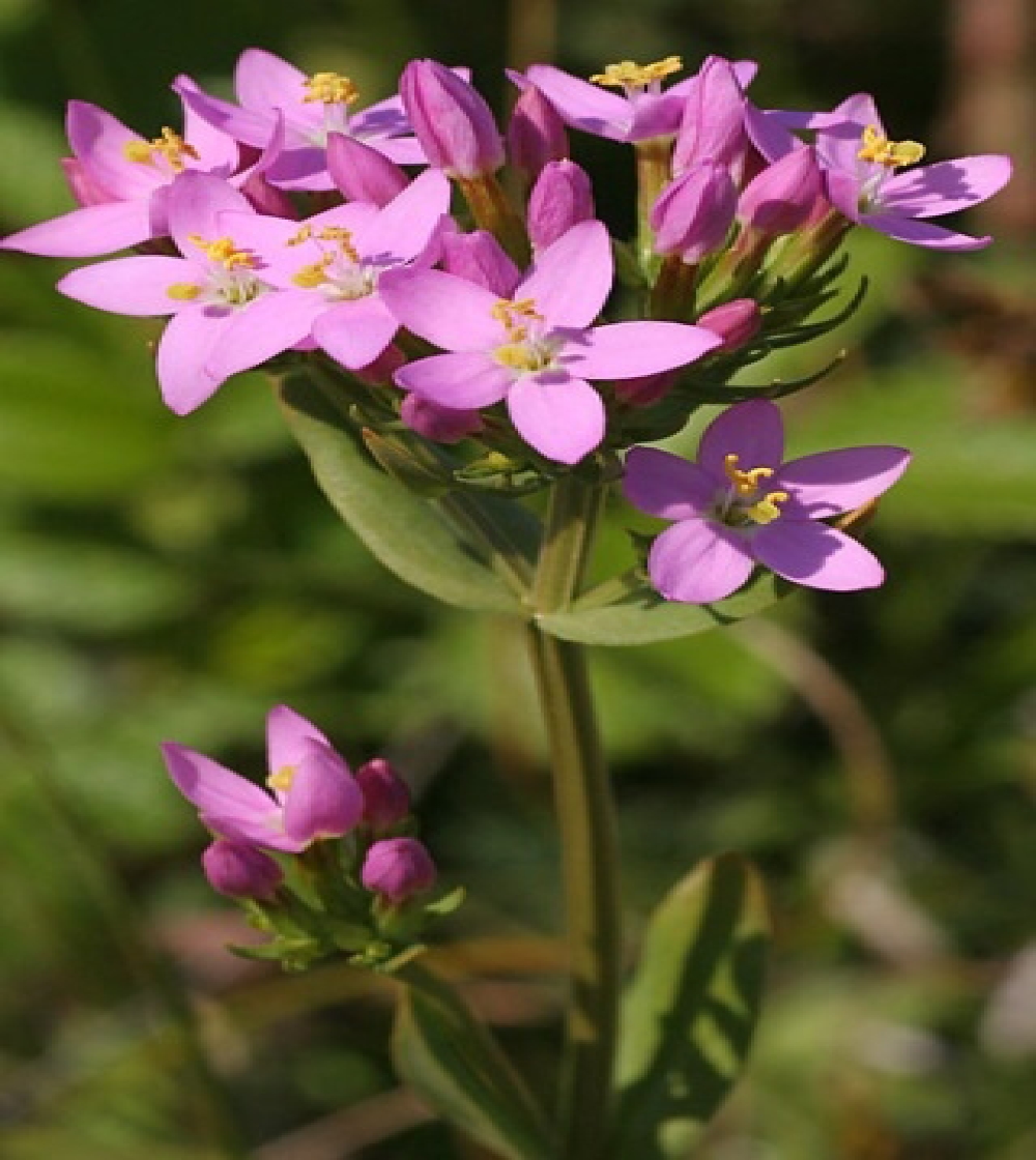 Centaury/Tusindgylden